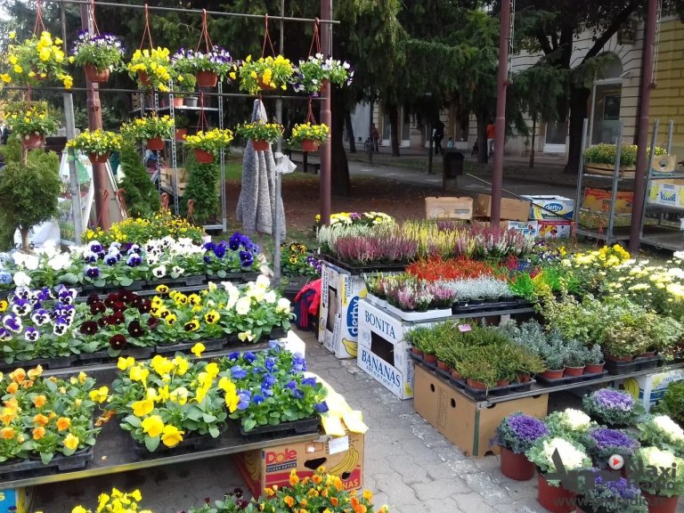 Oktobarski bazar i sajam cveća u subotu na Trgu