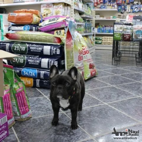 Pet mall „Mila Njuška“: Promocija hrane „Gosbi“ u subotu