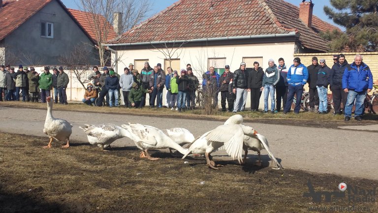 Četvrtfinalne borbe guskova u nedelju u Mokrinu