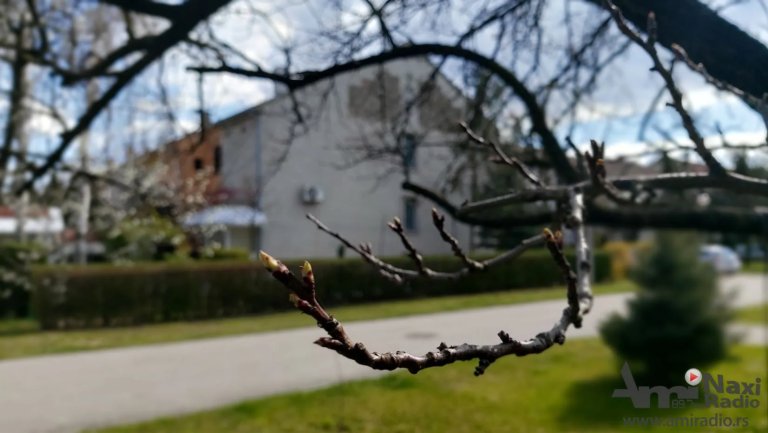 Niske temperature potpuno uništile rod kajsija u Kikindi, šteta stoprocentna
