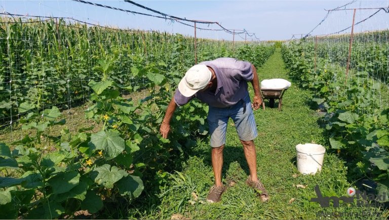 Ove godine sezonaca više, najviše posla u poljoprivredi