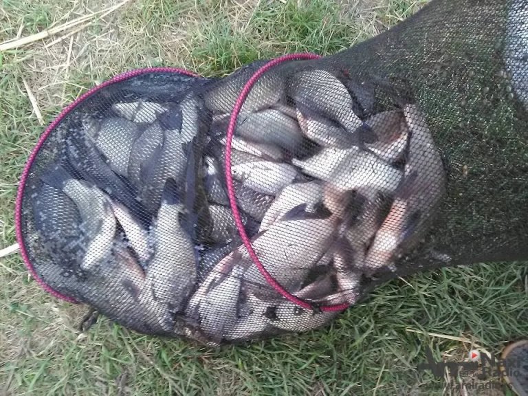 USR „Galadska“ organizuje takmičenje u pecanju 10. oktobra