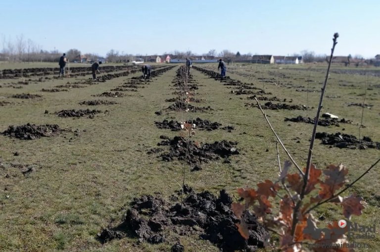 Novi vetrozaštitni pojas u Mokrinu prema Padeju