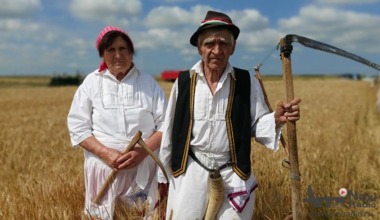 24. Severnobanatske žetelačke svečanosti u Sajanu: Težak rad, obilan doručak i veliko paorsko srce