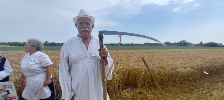 Četvrt veka ručne kosidbe žita: Ferenc (85) iz Sente je najstariji kosac, a radi kao da mu je 20 godina