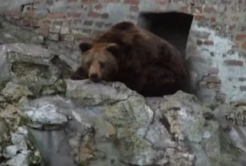 Proleće nam stiže brzo, ako je verovati mečki Goci !!!
