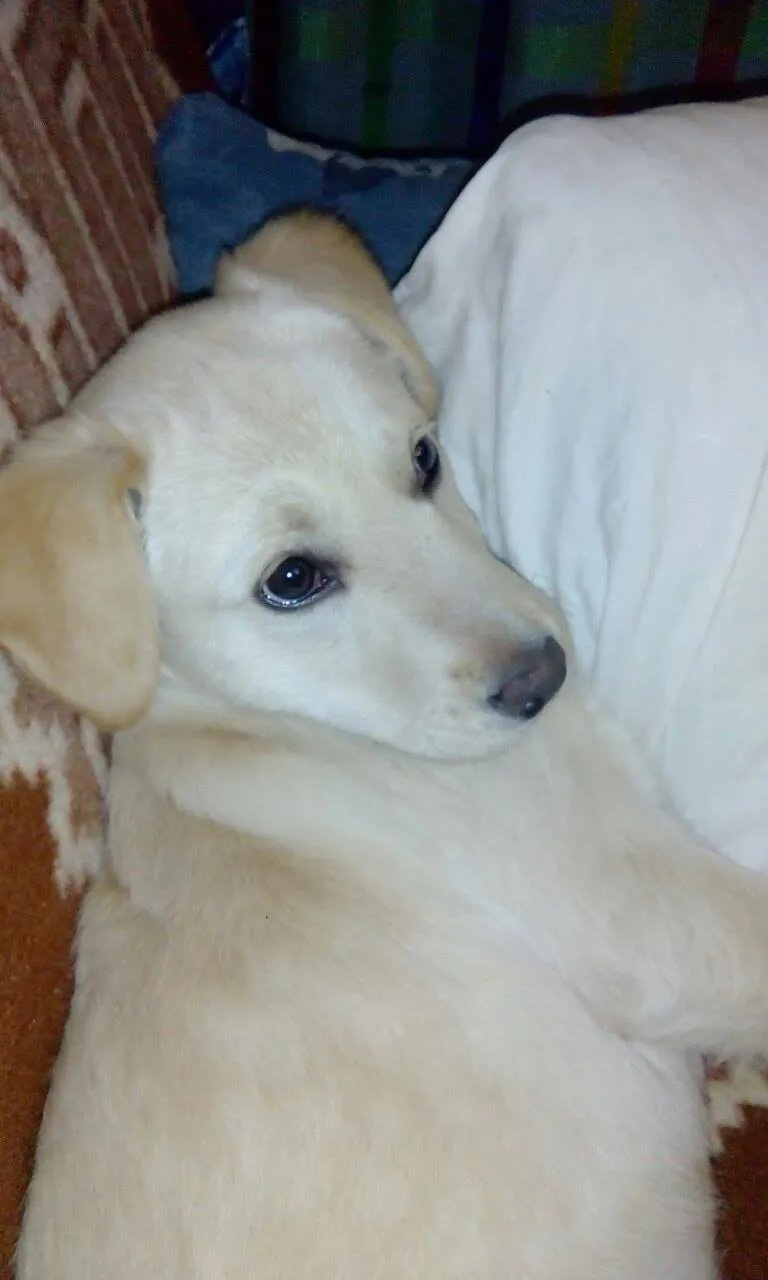 Izgubljen pas rase labrador