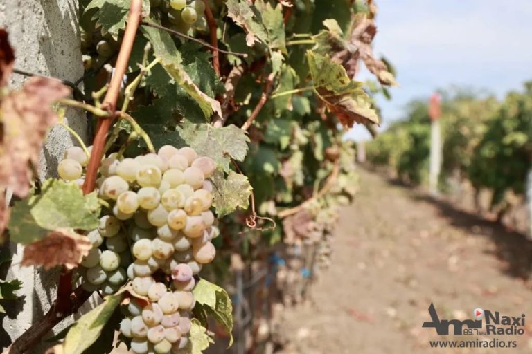Berba grožđa poranila: Očekuje se solidan kvalitet vina