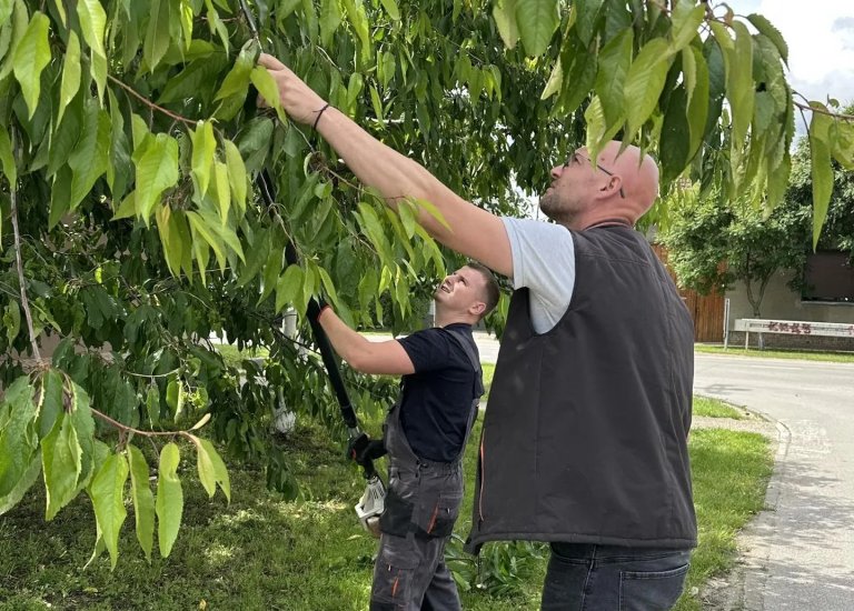 Radovi na orezivanju urbanog zelenila na javnim površinama u Kikindi