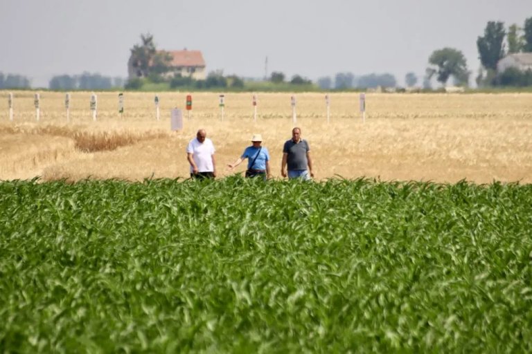 Dan polja strnih žita: Očekuje se bolji prinos nego prošle godine