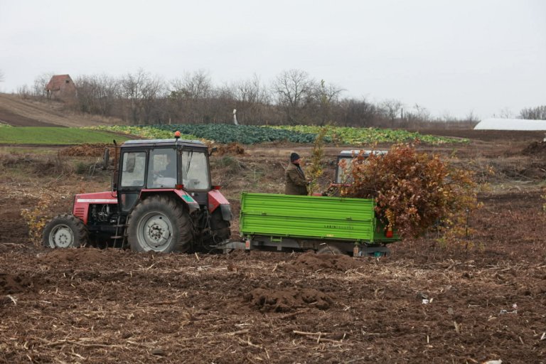 U toku sadnja vetrozaštitnog pojasa u Iđošu