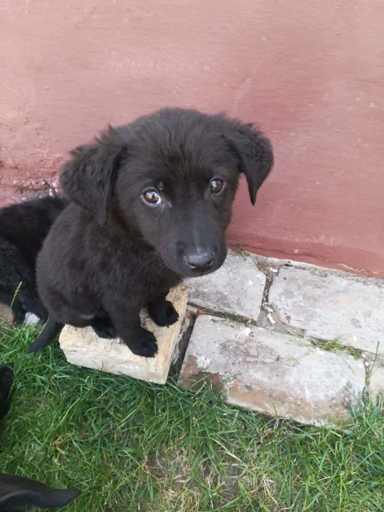 Tri mališana na poklon