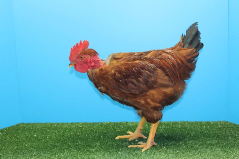 Otvorena izložba rasne živine