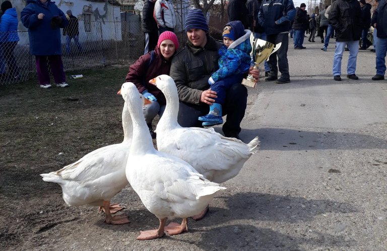 Svetsko prvenstvo u borbi gusana: Sutra polufinala