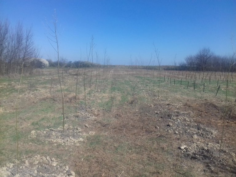 JP „Kikinda“ radi na povećanju pošumljenosti grada