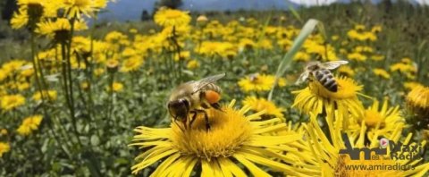 Subvencije za pčelare: Podnošenje zahteva do 31. maja
