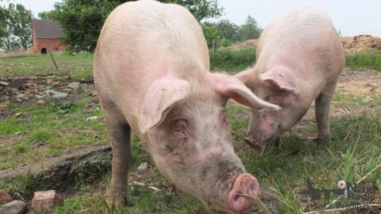 Apel Veterinarske stanice: Visok rizik od pojave afričke kuge svinja u Srbiji