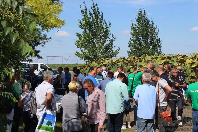 Dan polja u Kikindi: Žetva suncokreta sledeće nedelje, berba kukuruza u septembru