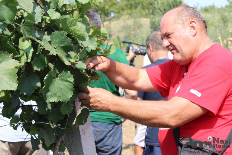 Susret vinogradara Vojvodine u Iđošu: Rod grožđa dobar, berba za 15 dana