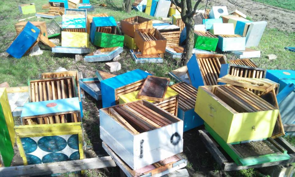 Otrkiveni maloletni počinioci koji su uništili pčelinjak