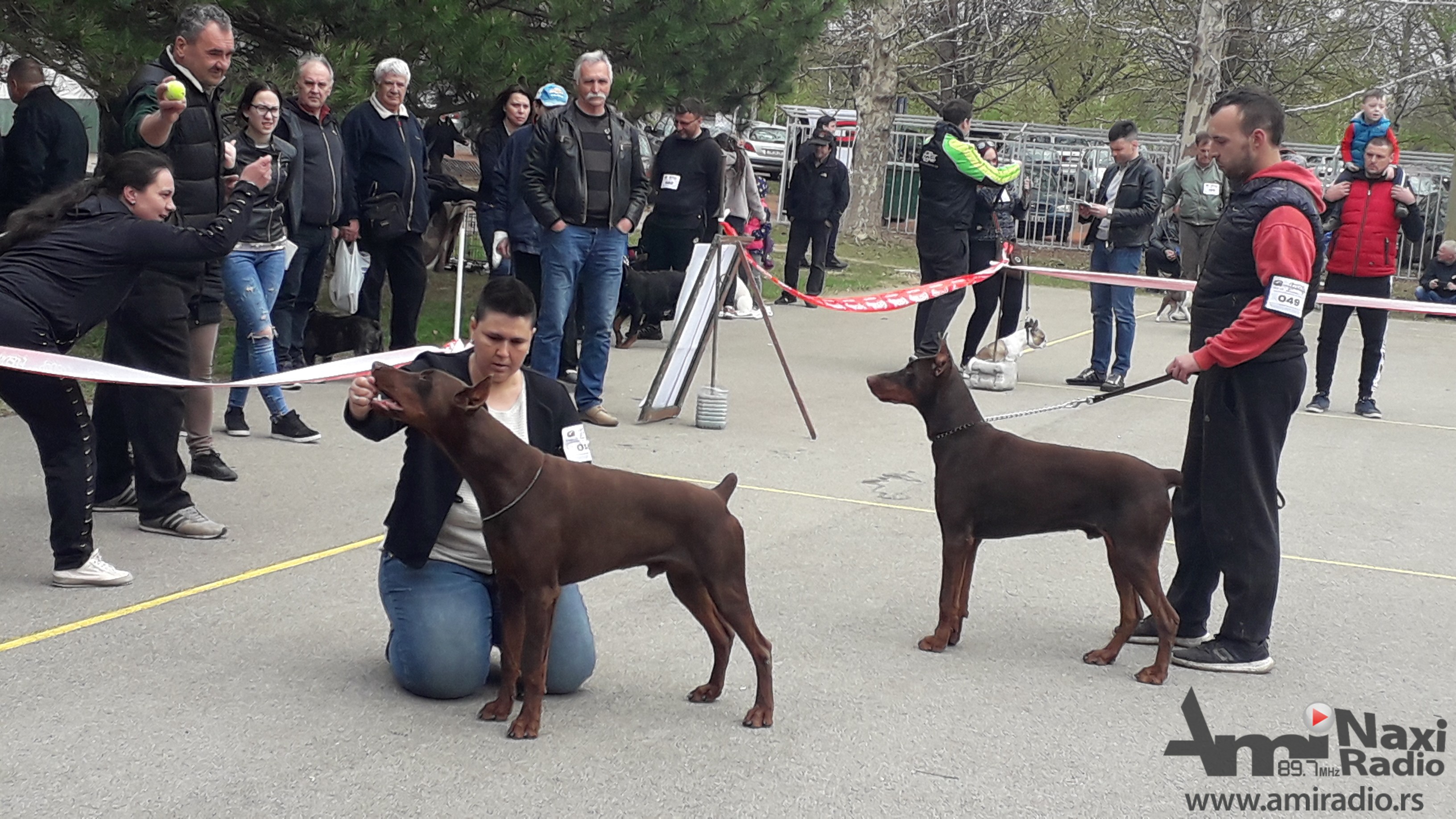 Više od 300 pasa na današnjoj izložbi u Kikindi