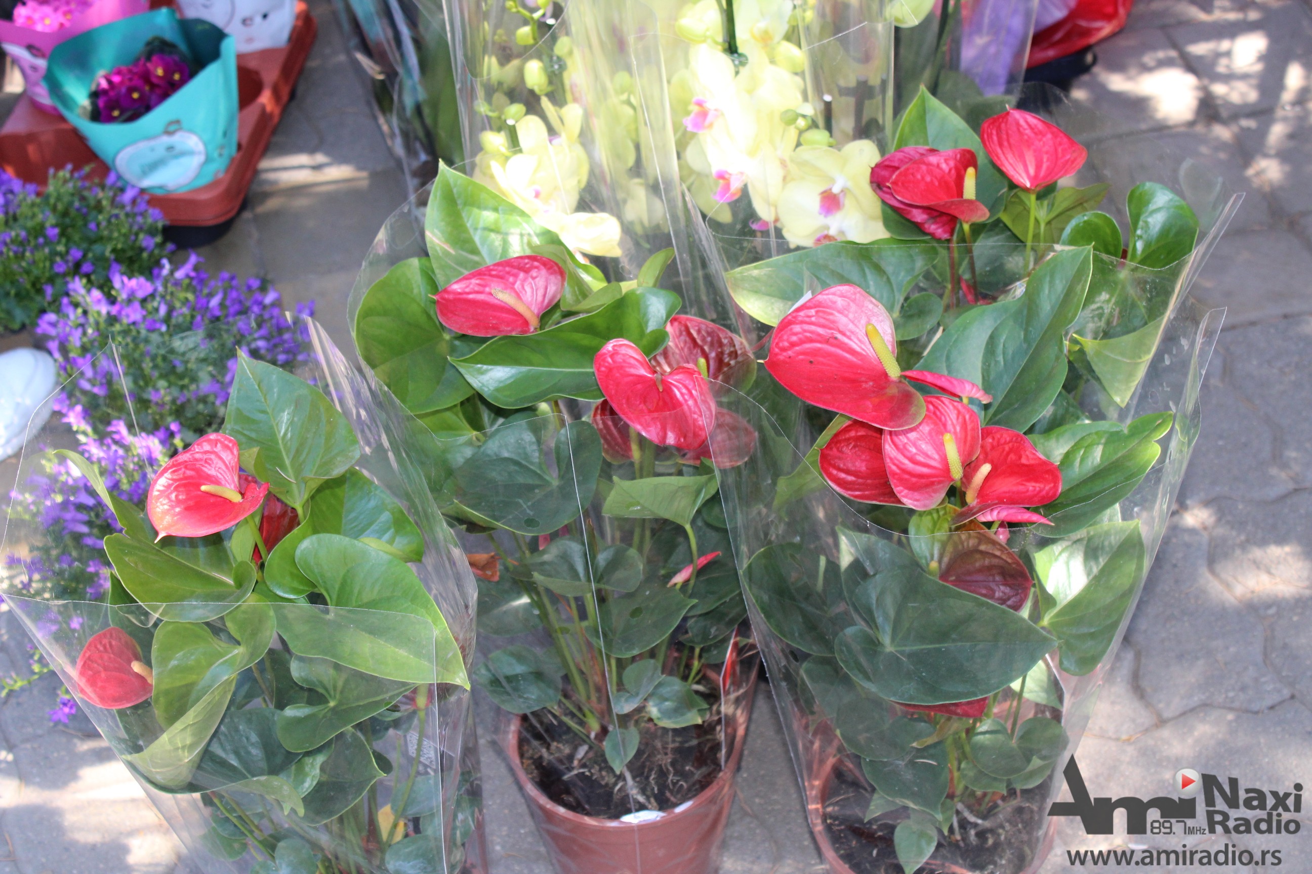 Počeo Prolećni sajam cveća