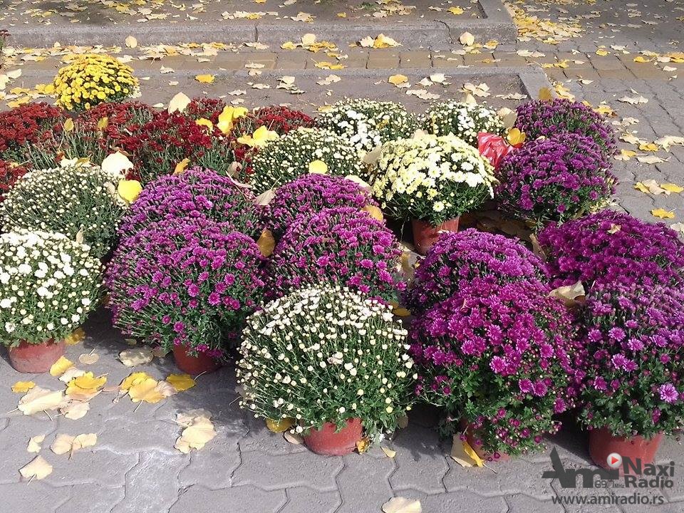 Prolećni sajam cveća u sredu i četvrtak na Trgu