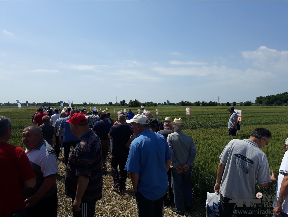 “Dan polja strnih žita“ u Kikindi: Rod pšenice manji 30 procenata