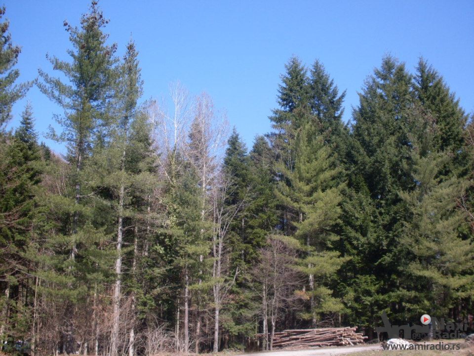 Uprava za šume građanima poklanja sadni materijal