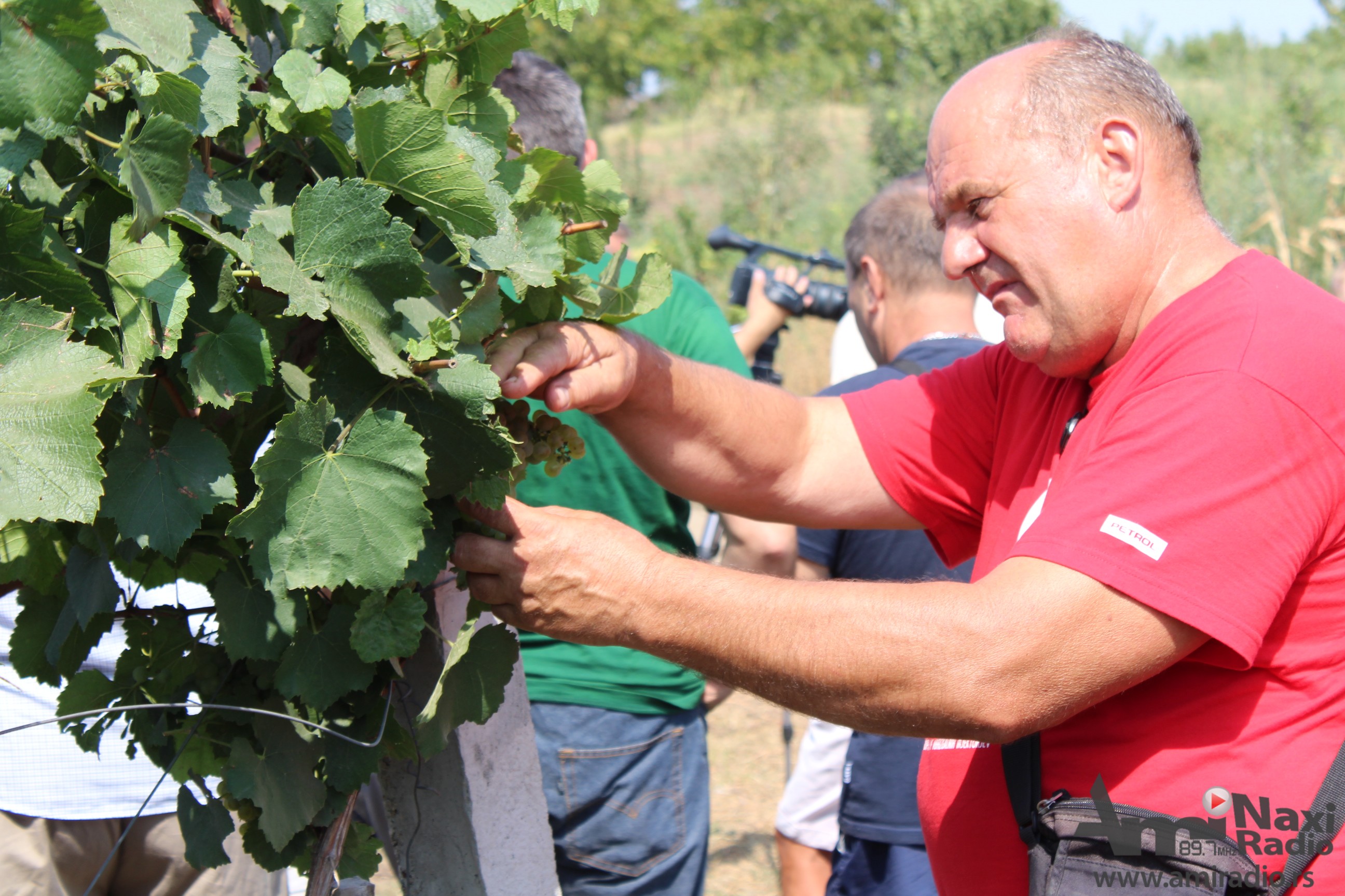 Susret vinogradara Vojvodine u Iđošu: Rod grožđa dobar, berba za 15 dana