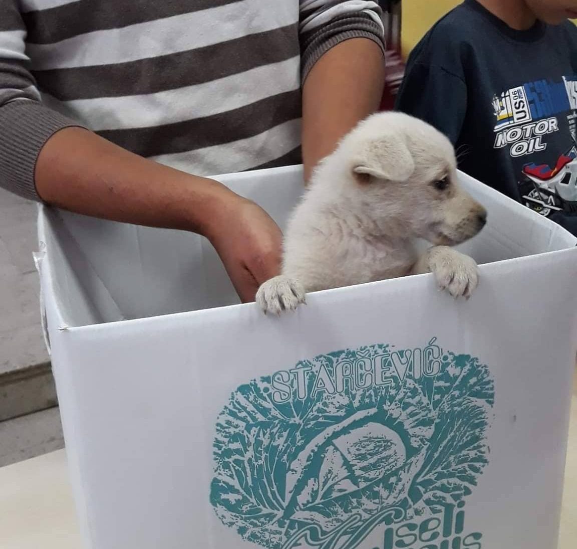 OŠ „Žarko Zrenjanin“: Izložba ljubimaca i humanitarna žurka za kraj Dečje nedelje