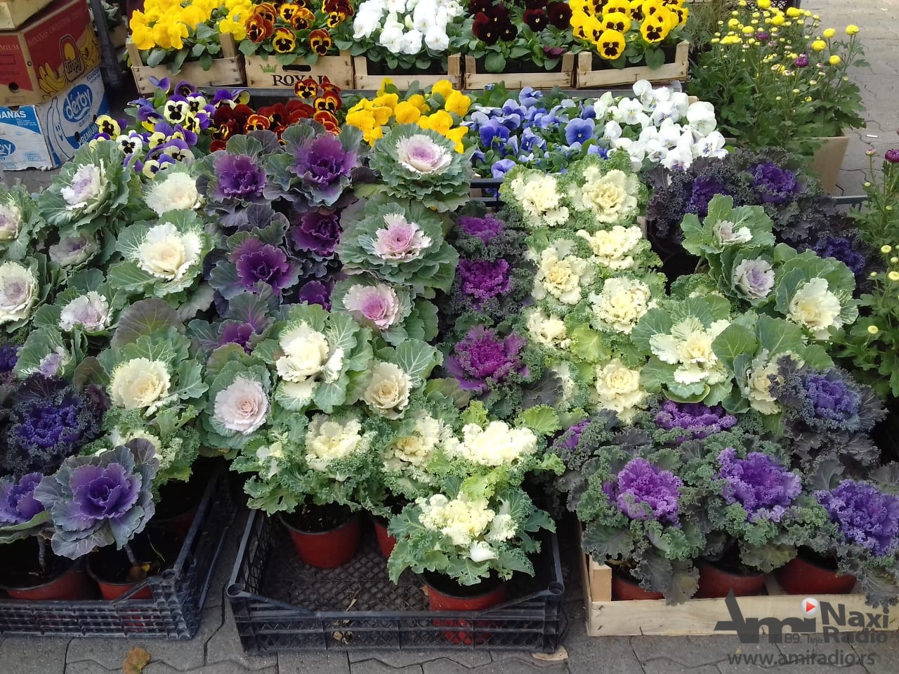 Jesenji sajam cveća ispred Gradske kuće