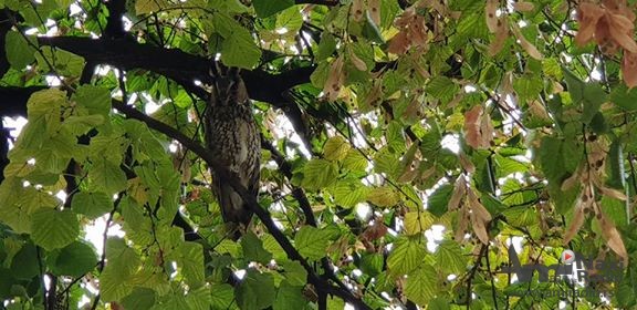 „Sovembar“ od 13. do 30. novembra pod sloganom „Sove Kikindu svetu preporučuju“