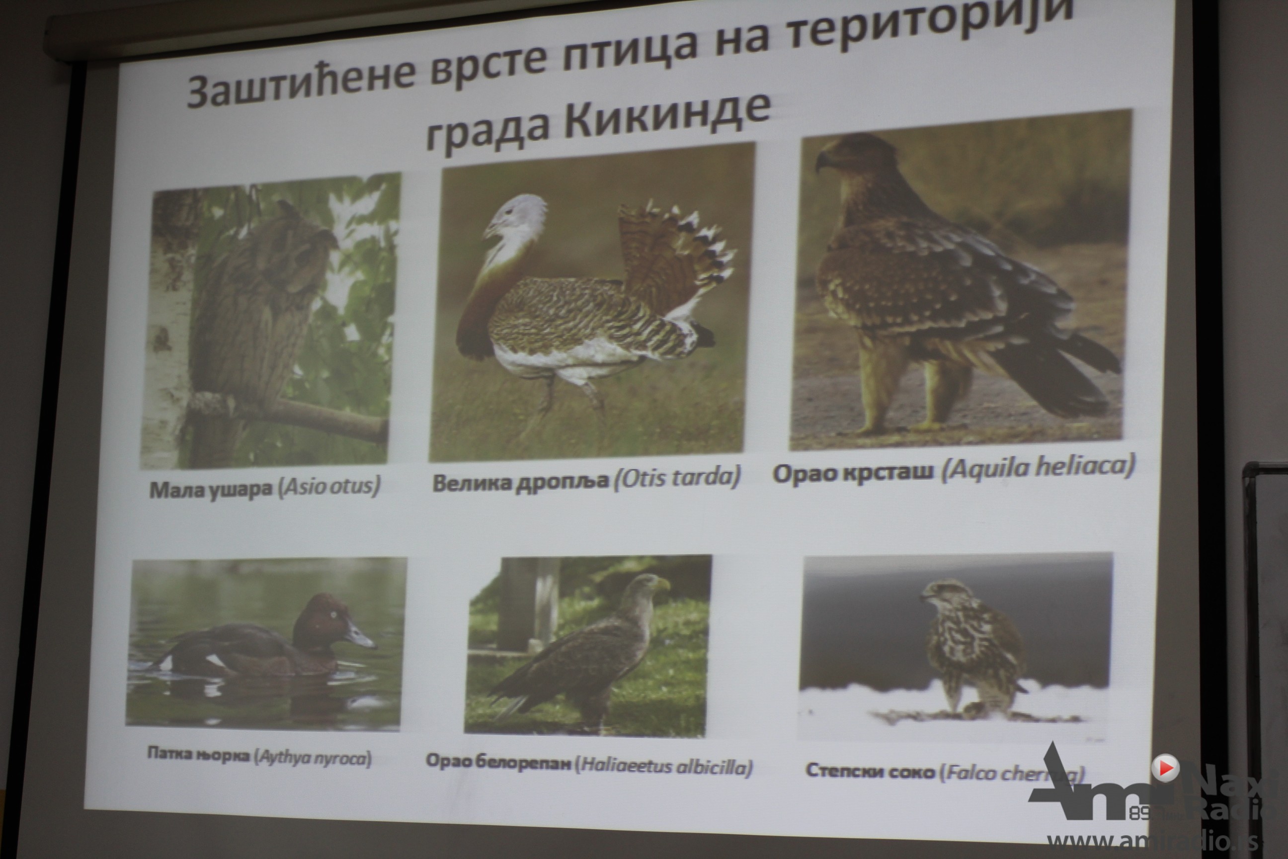 „Sovembar“ počeo predavanjem za srednjoškolce o zaštićenim pticama