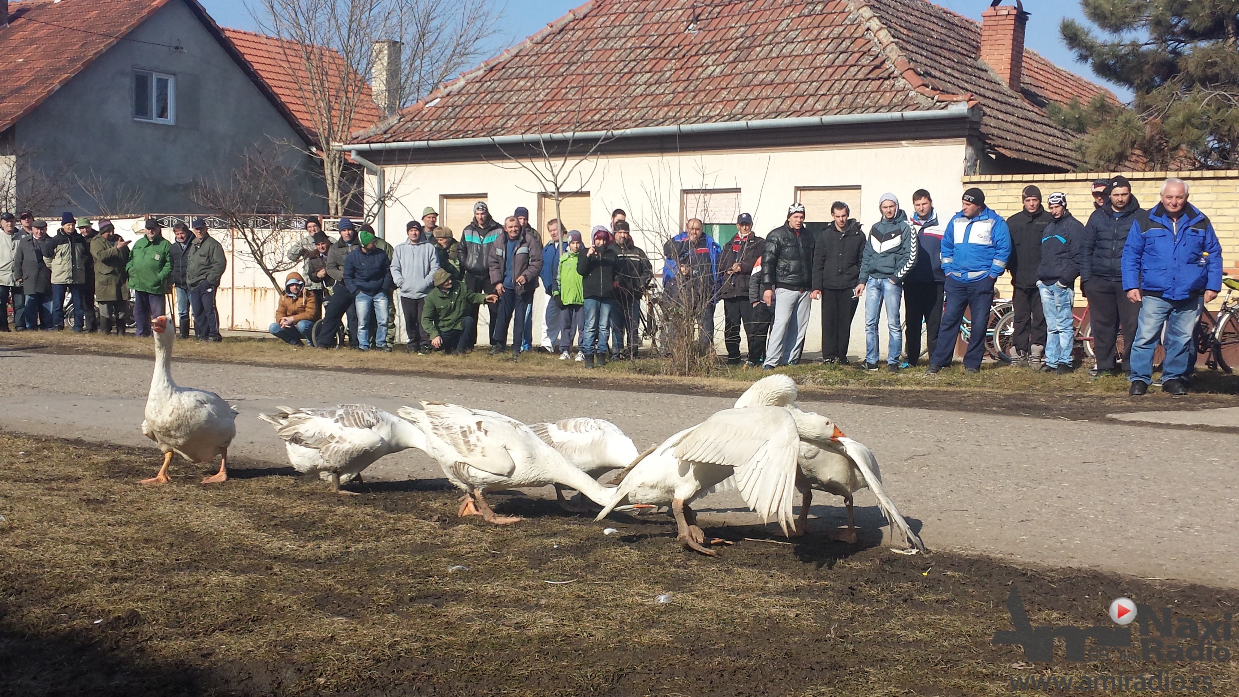 Četvrtfinalne borbe guskova u nedelju u Mokrinu
