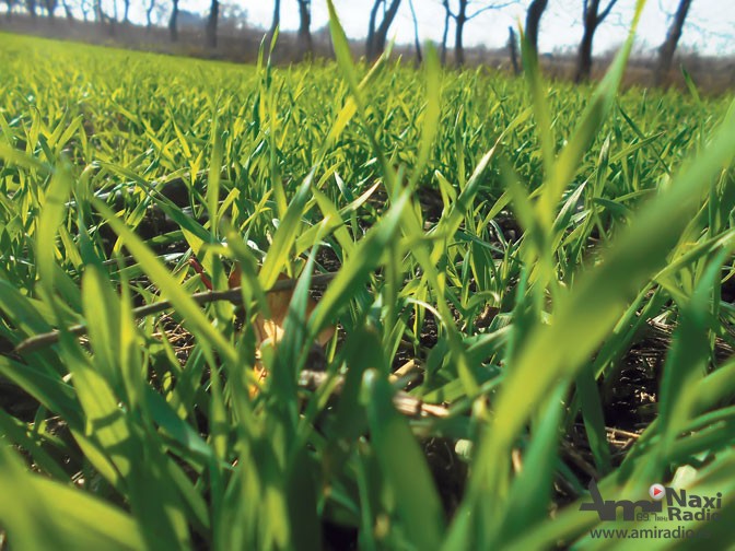 Pšenica u Kikindi u dobrom stanju, uskoro neophodna prihrana