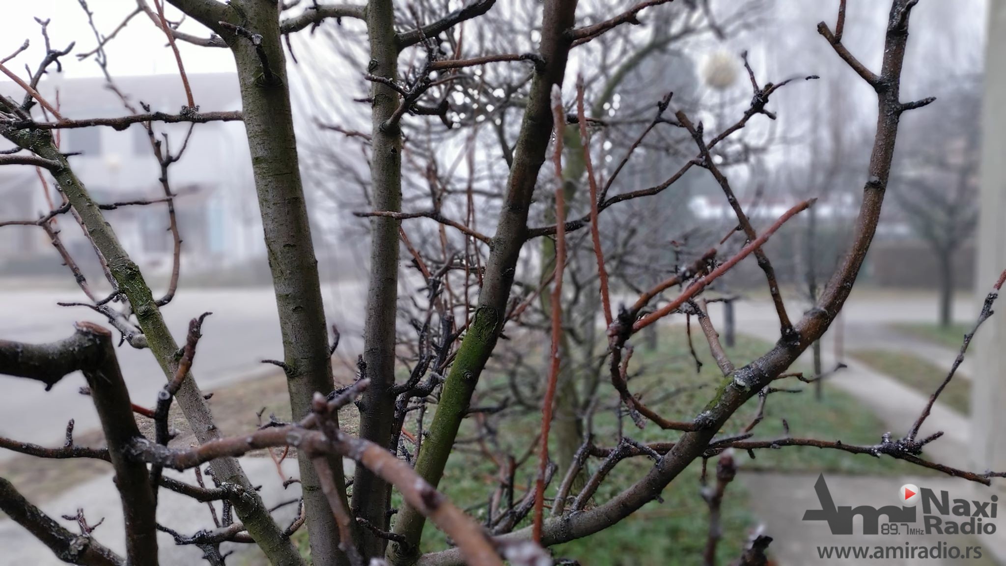 Počela rezidba voća u Kikindi: Jabuke i šljive dobro izgledaju