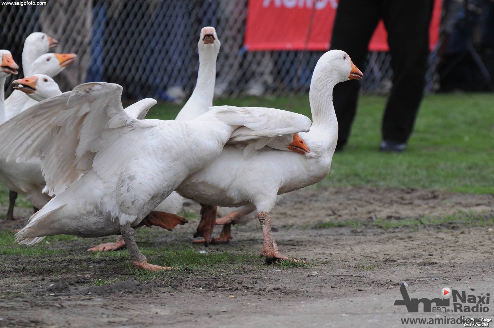 Polufinala Gusanijade u nedelju u Mokrinu