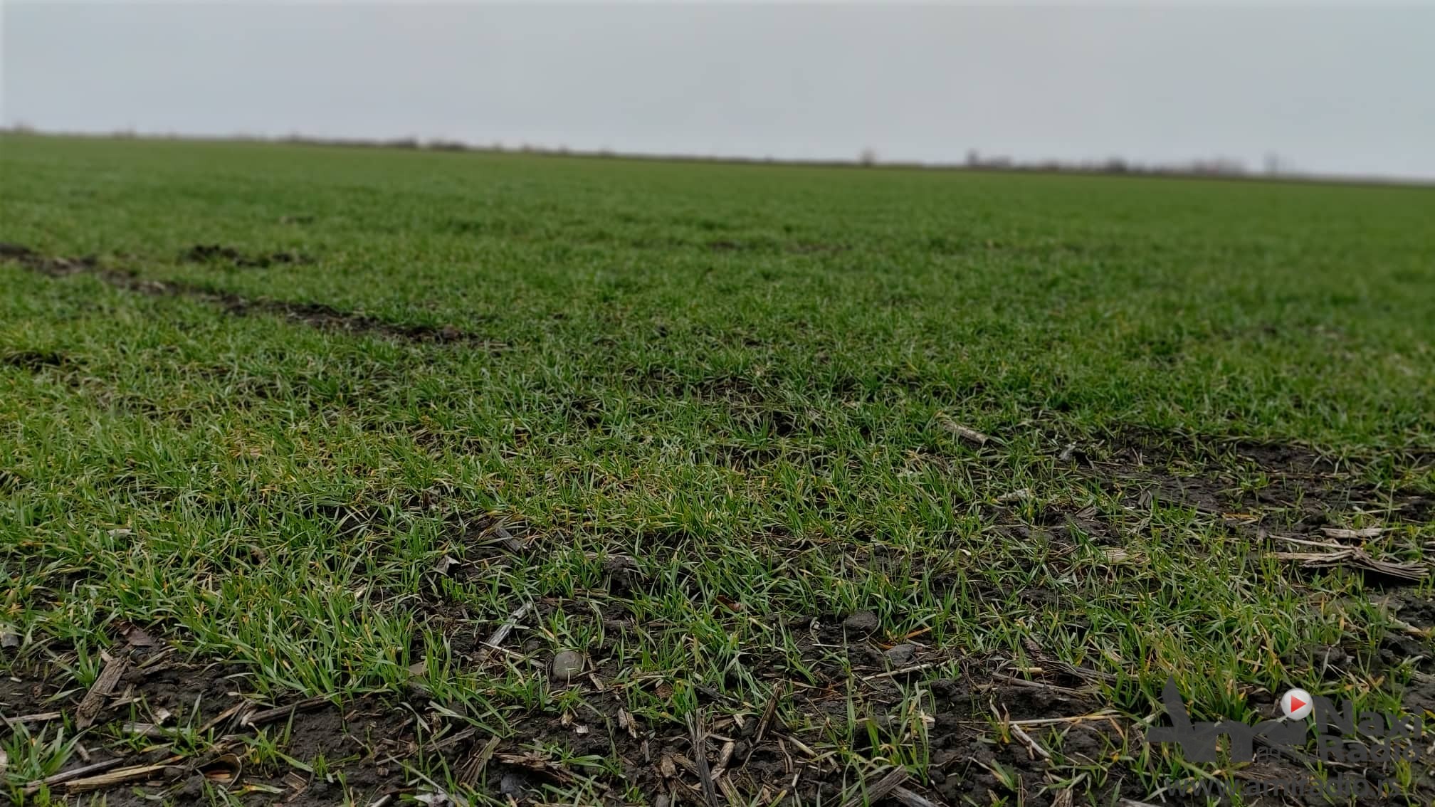 Vreme je za prihranu pšenice: Žito u dobrom stanju