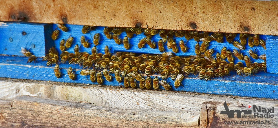 Lepa vest za pčelare: Subvencije po košnici u 2020. godini povećane za 11,1%