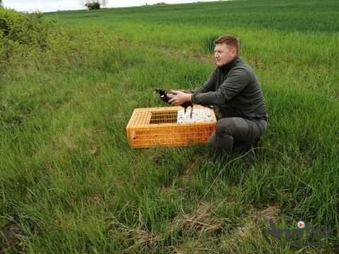 Lovačko udruženje Kikinda: Fazanska divljač puštena u lovište