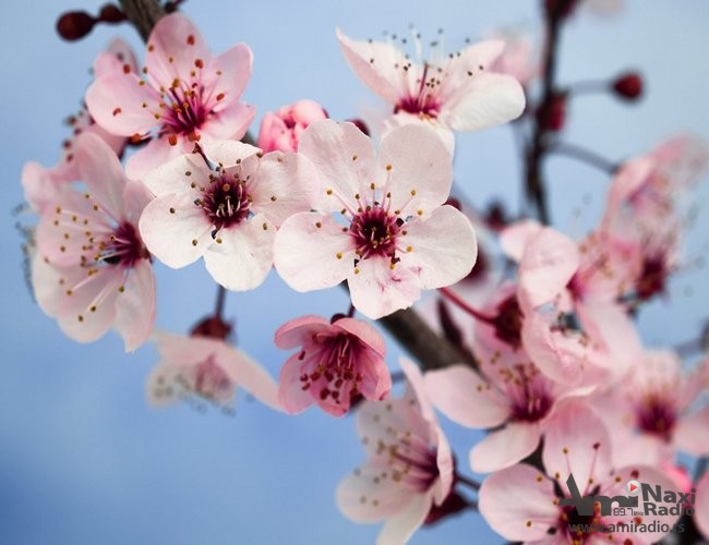 Zaštita koštičavog voća