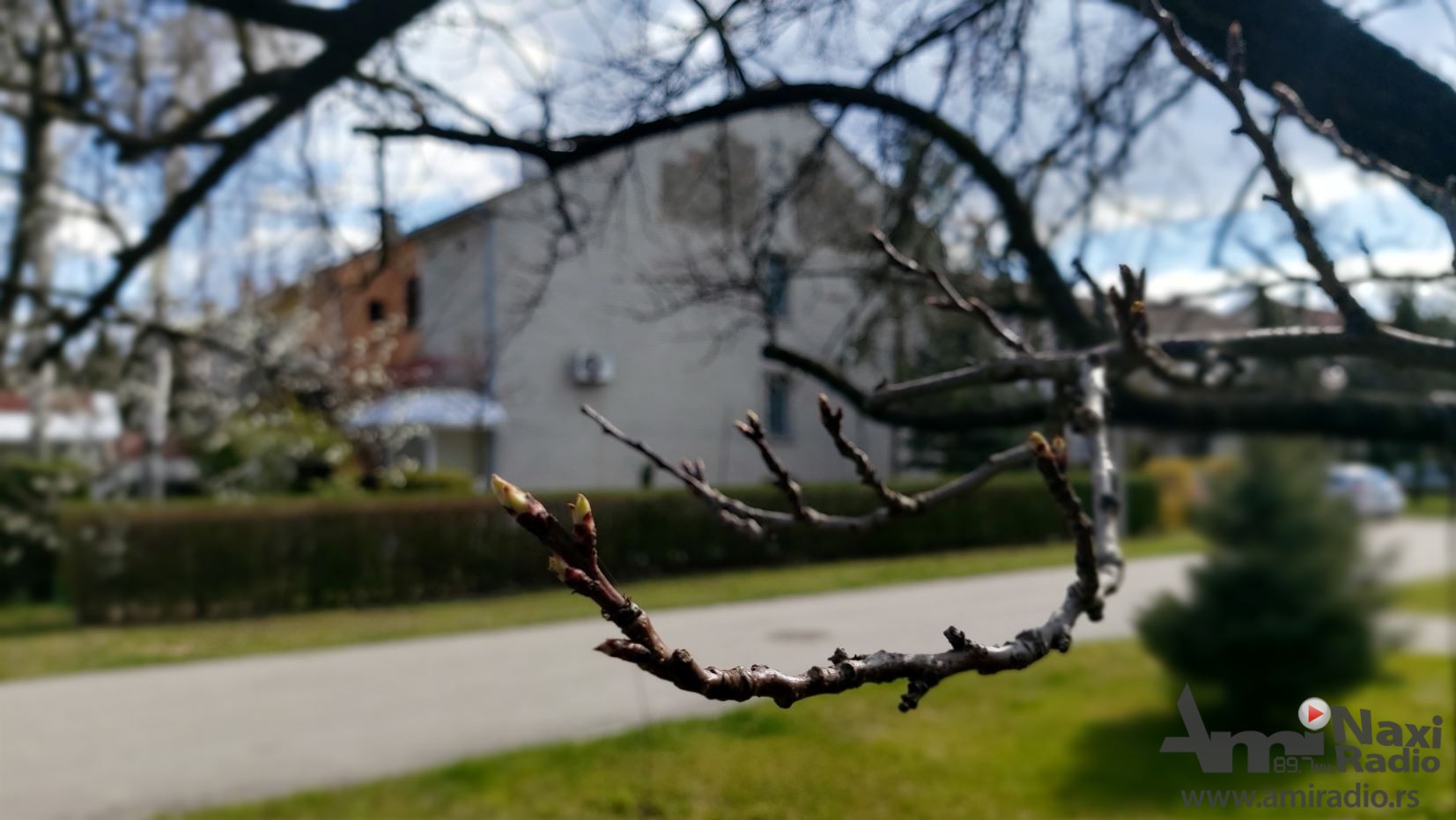 Niske temperature potpuno uništile rod kajsija u Kikindi, šteta stoprocentna