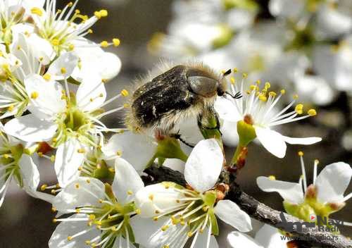 PSS: Kontrola populacije i suzbijanje rutave bube