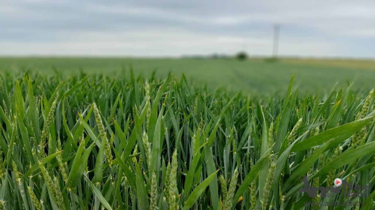Dan polja strnih žita u Kikindi: Prinos pšenice manji, nedostaju padavine