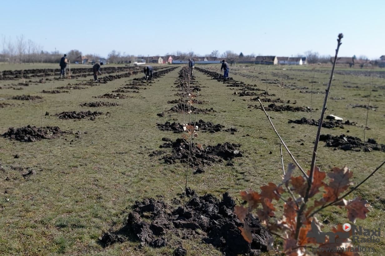 Novi vetrozaštitni pojas u Mokrinu prema Padeju