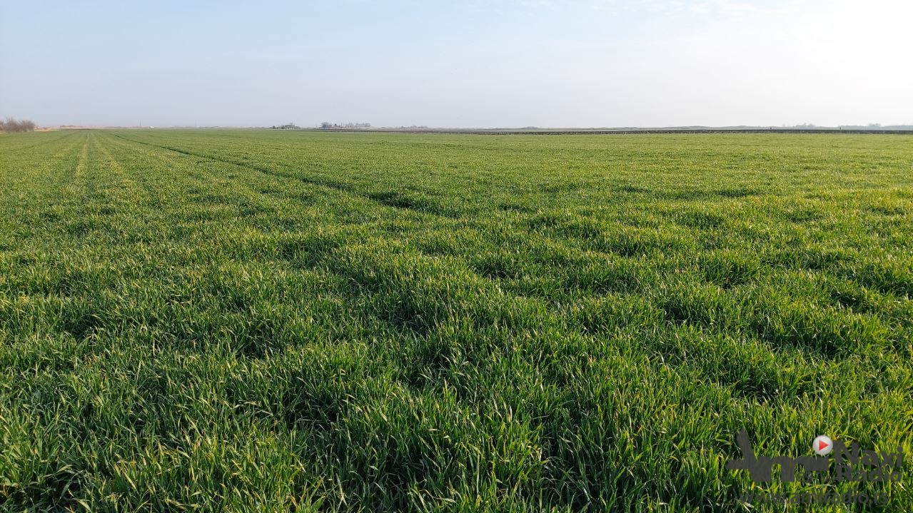 Do 6. aprila raspisan oglas za davanje u zakup poljoprivrednog zemljišta u svojini Grada Kikinde