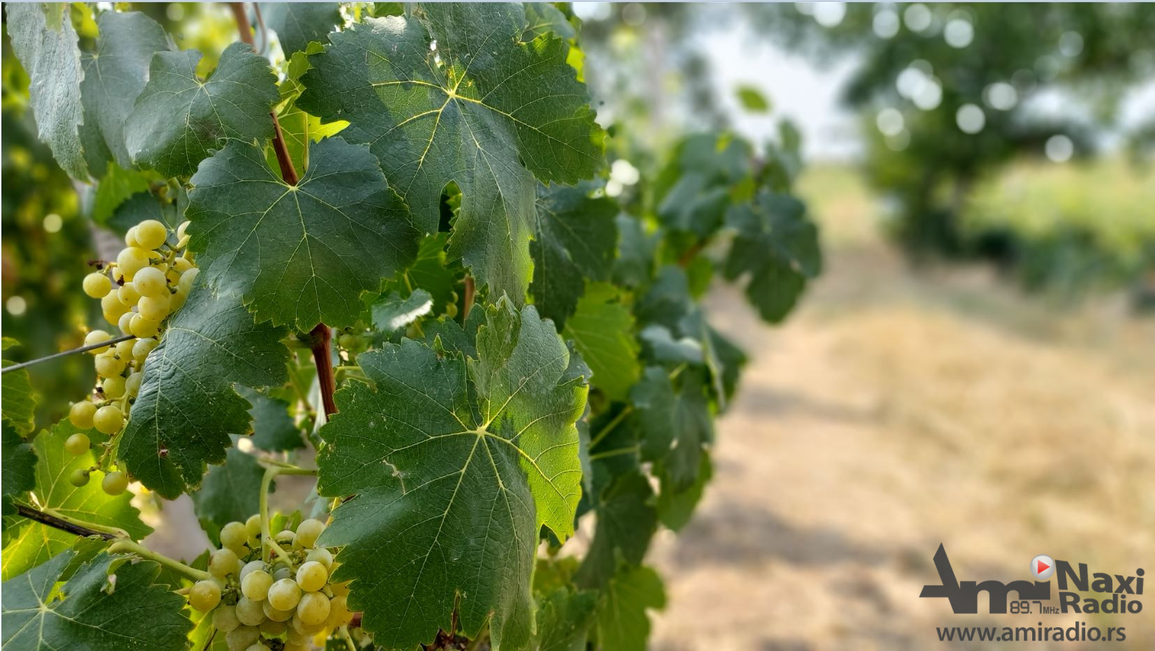 Susret vinara i vinogradara Vojvodine u Iđošu: Prinosi slabiji, kvalitet grožđa odličan