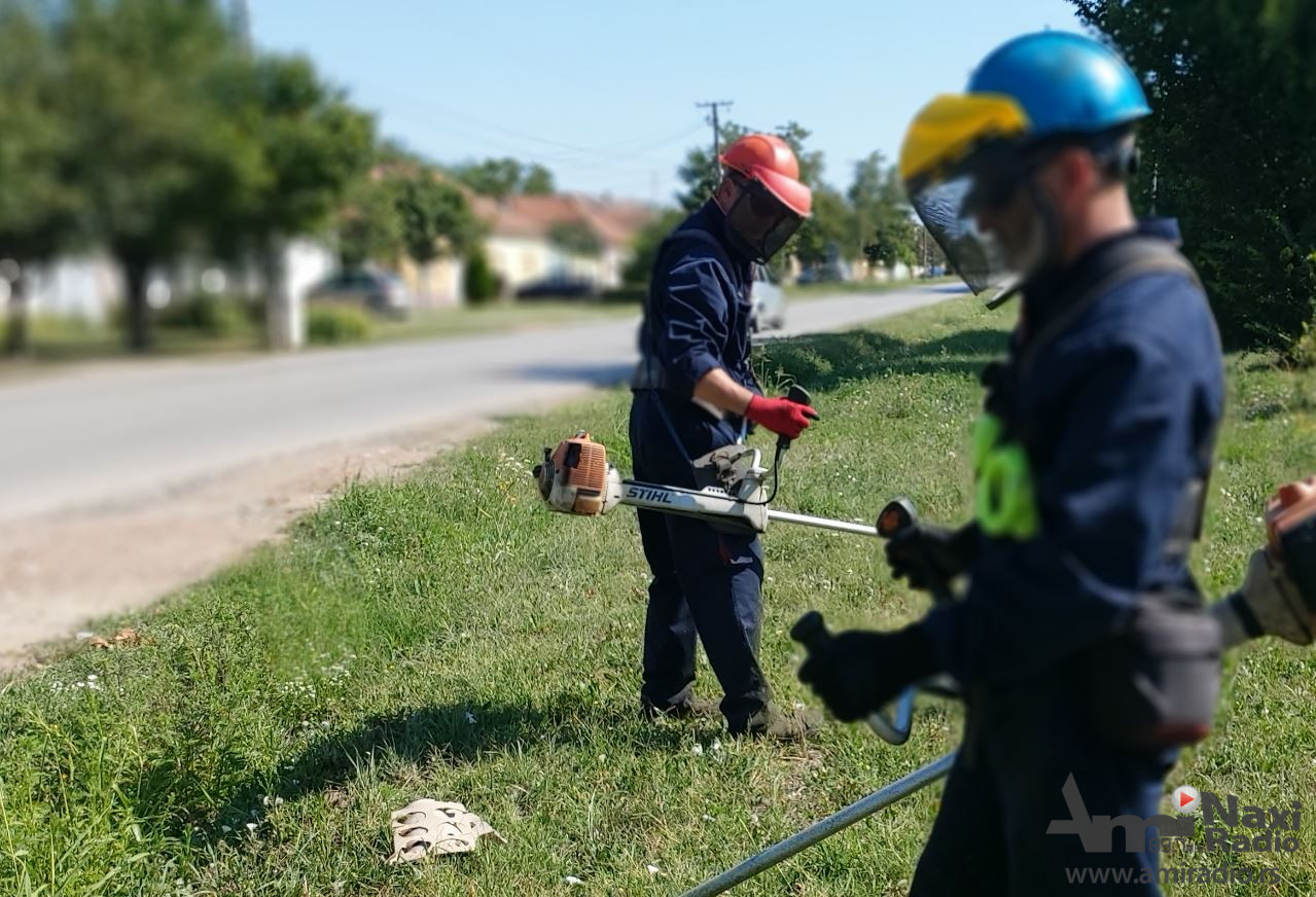 Krajem jula započeto košenje ambrozije u Kikindi na više od 500.000 kvadrata