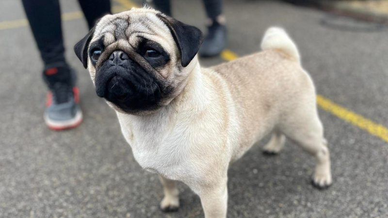 Nacionalna izložba pasa svih rasa u nedelju u Kikindi